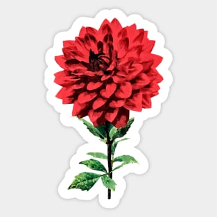 One Red Dahlia Sticker